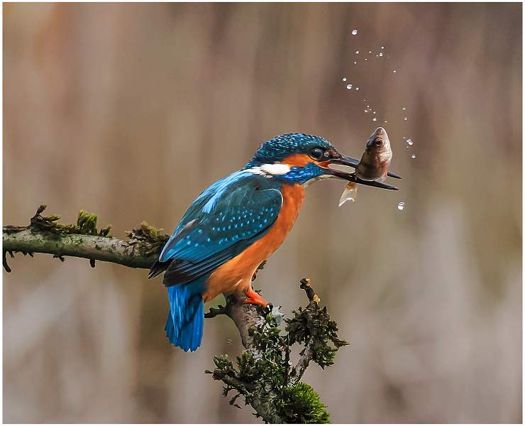 Kingfisher_Martin Hancock_Set.jpg - Kingfisher