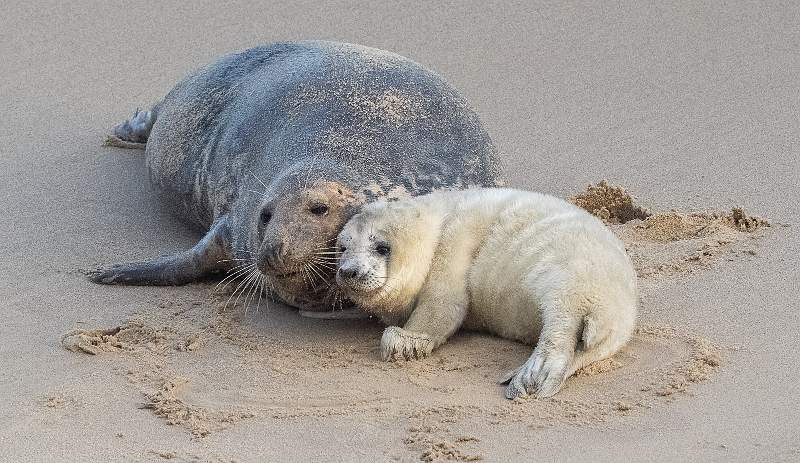 Seal Selfie_Martin Hancock_Open.jpg - Seal Selfie