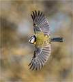 Blue Tit in Flight_Roger Hance_Open
