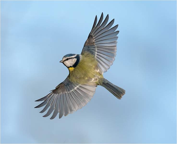 Bluetit in flight_Julie Browne_Open.jpg - Open