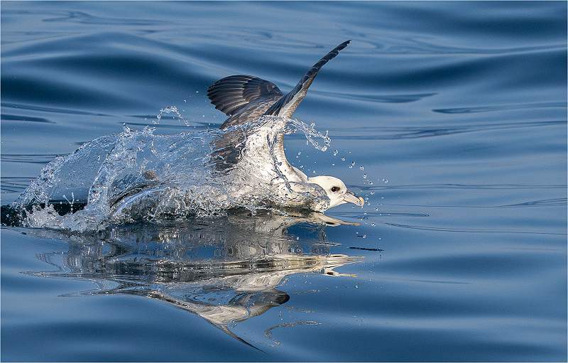Fulmar landing on the water_Roger Hance_Set.jpg - 5th Digital Comp - Set