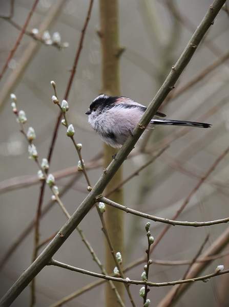 Long tailed tangle_BarbaraRush_open.jpg - Open