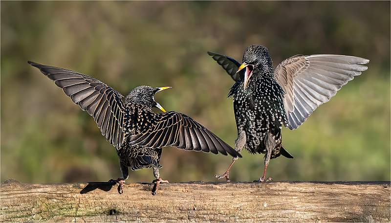 Starling scrap_Julie Browne_Open.jpg - Open