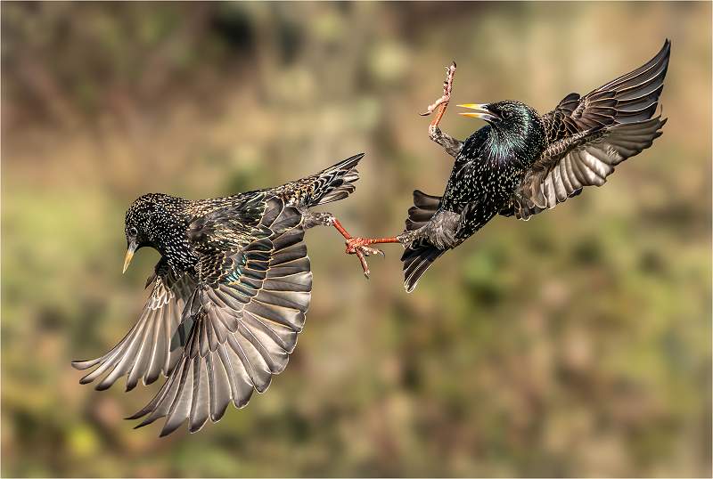 Starlings Fighting_Roger Hance_Open.jpg - 5th Digital Comp - Open