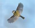 Bluetit in flight_Julie Browne_Open
