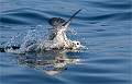 Fulmar landing on the water_Roger Hance_Set