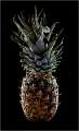 Pineapple_Graham Wood_Open