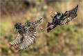 Starlings Fighting_Roger Hance_Open