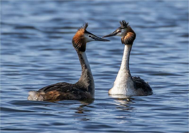 A pair of Great Crested Grebes_Julie Browne_Open .jpg