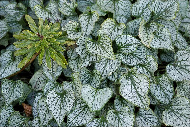 Brunnera Jack Frost_David Ryland_Open.jpg