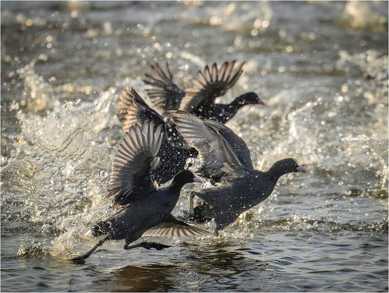 Coot Panic_Matt Clarke_Open.jpg - Coot Panic