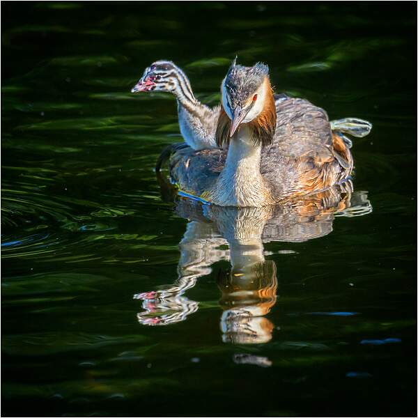 Great-Crested Grebe and Chick_Matt Clarke_Open.jpg - Great-Crested Grebe and Chick