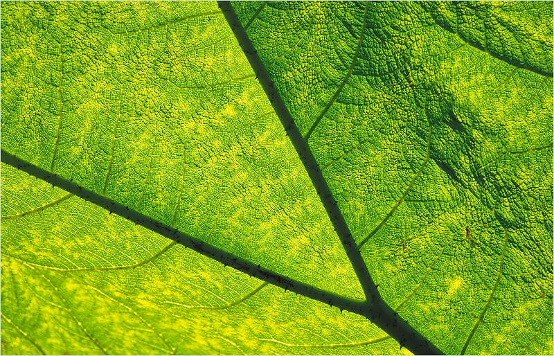 Leaf Veins_David Ryland_Open.jpg