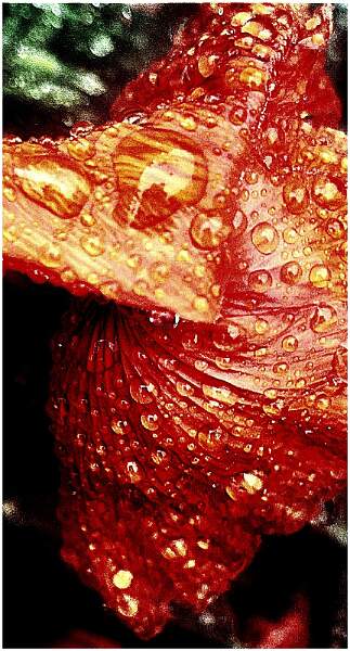 Poppy in the rain Ian Coates open .jpg - data":[],"remix_entry_point":"challenges","source_tags":["local"],"origin":"unknown","total_draw_time":0,"total_draw_actions":0,"layers_used":0,"brushes_used":0,"photos_added":0,"total_editor_actions":{},"tools_used":{"border":1,"resize":1},"is_sticker":false,"edited_since_last_sticker_save":true,"containsFTESticker":false}