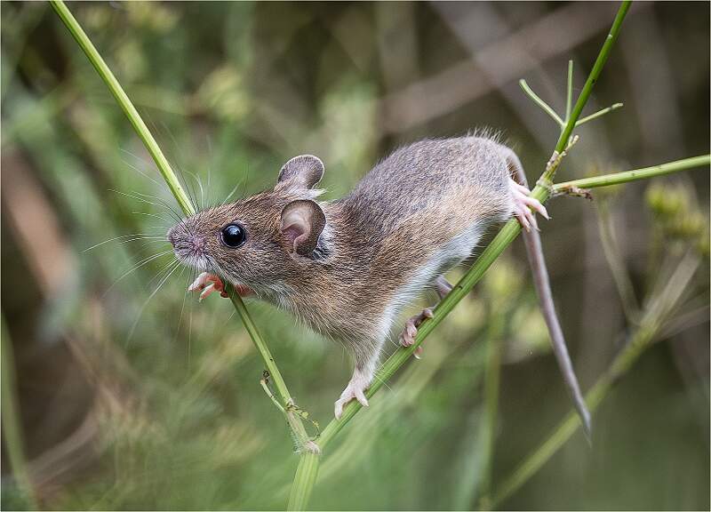 Wood mouse on Cow parsley_michael bamford_open copy.jpg - Wood mouse on Cow parsley_michael bamford_open.jpg
