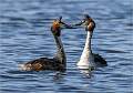 A pair of Great Crested Grebes_Julie Browne_Open 