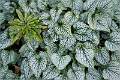 Brunnera Jack Frost_David Ryland_Open