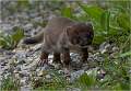 Juvenile stoat_Julie Browne_Open