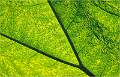 Leaf Veins_David Ryland_Open