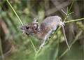 Wood mouse on Cow parsley_michael bamford_open copy