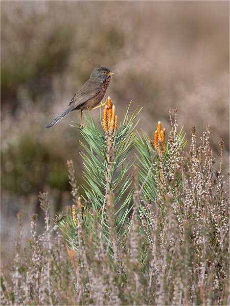 Heathland Gymnast_Hannah Taylor_Open.jpg - Open