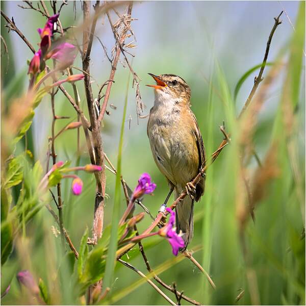 Sedge Warbler Displaying_Matt Clarke_Open.jpg - Sedge Warbler Displaying