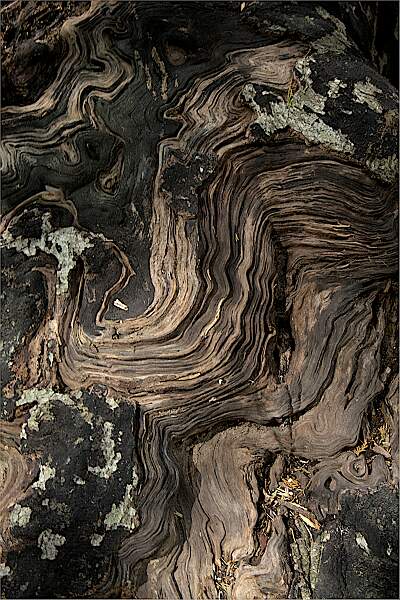 The Beauty of Wood_Stephanie Stollery_Open.jpg - B_The beauty of wood_Open