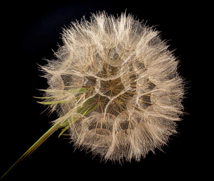 Tragopogon Pratensis Seed-head_Martyn Scurrell_Open.jpg