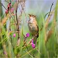 Sedge Warbler Displaying_Matt Clarke_Open