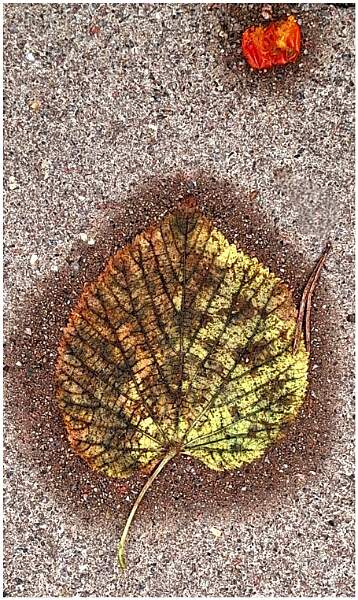 Dpi 3 set Paving Slab by Ian Coates.jpg