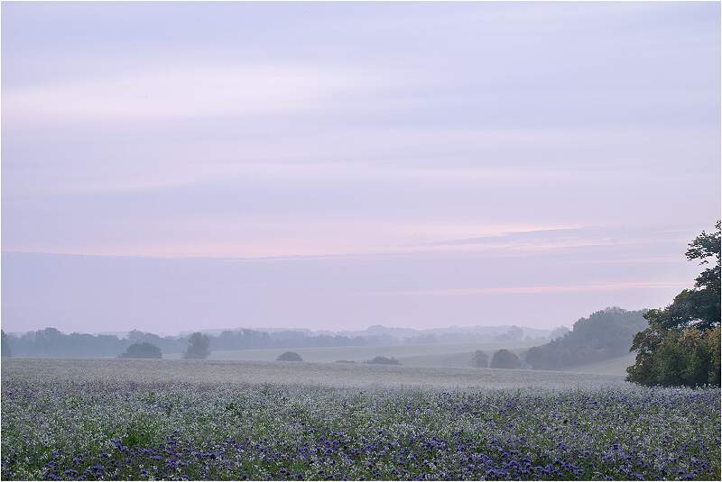 Misty October Morning near Framsden_Karen Eaton_Open.jpg - Open Monthly DPI Competition 3