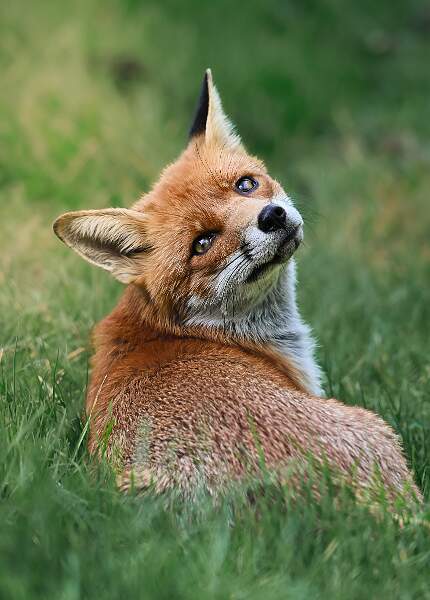 RedFox_Marc Wheeler_open.jpg - Open