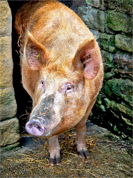 Farmyard Friend_Alison Hance_Set.jpg - DPI Monthly Comp No 4 Set