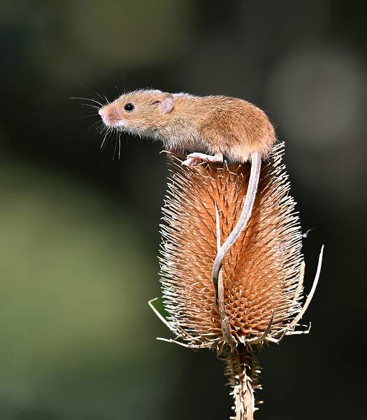 Harvest Mouse_Marc Wheeler_open.jpg - Living Things - Open