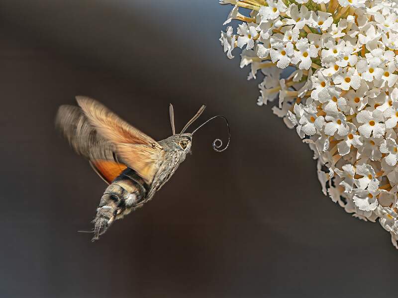 Hummingbird Hawk Moth_Stephen Harper_Living Thing_Set.jpg - Hummingbird hawk Moth