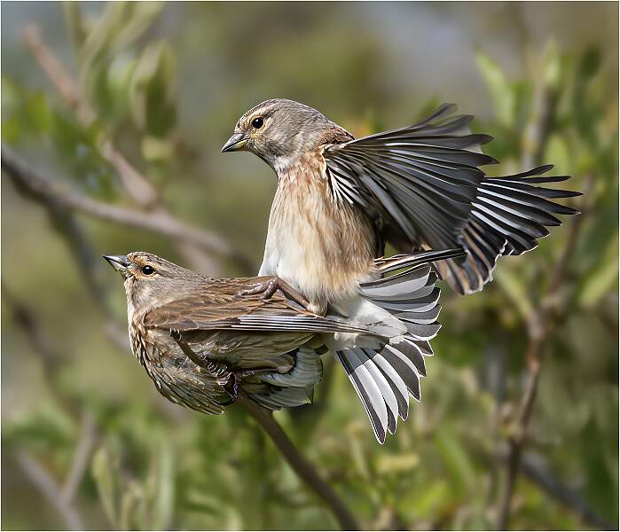 Linnets mating_Julie Browne_Set.jpg - Set