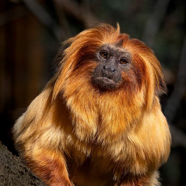 Lion Tamarind_David Robinson_Set.jpg