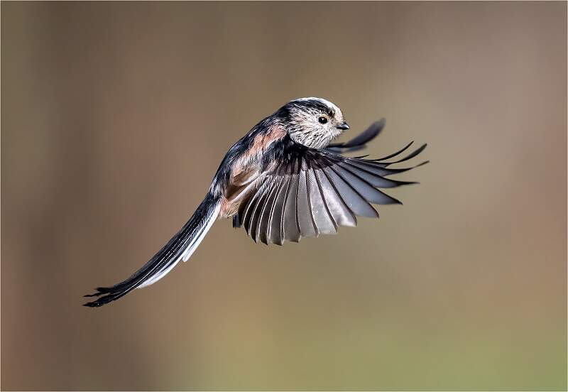 Long Tailed Tit in flight_Roger Hance_Set.jpg - 4th DPI - Set - Living Things 
