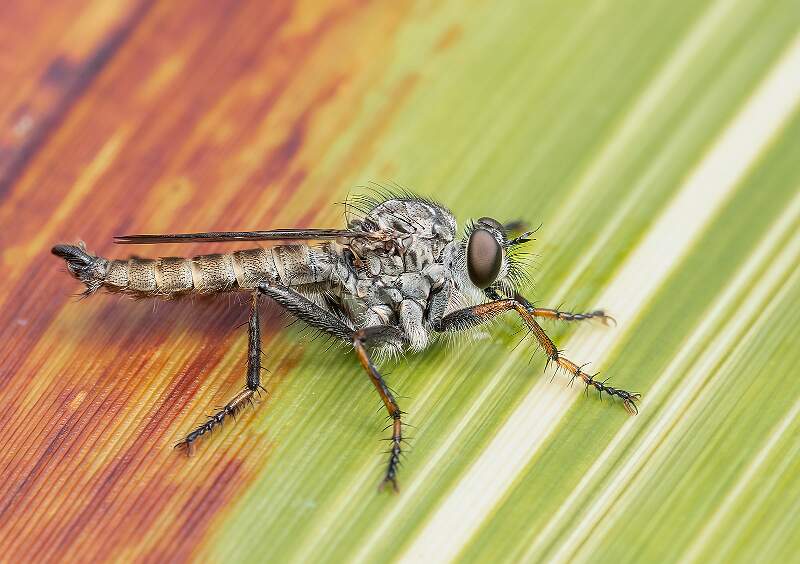 Peter Smith_Kite-tailed Robberfly_Set.jpg - Kite-tailed Robberfly
