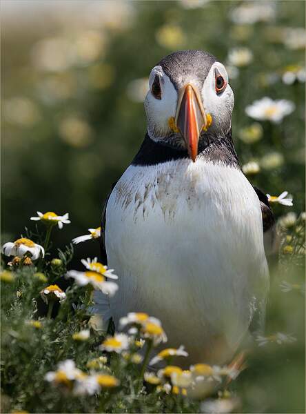 Puffin Among Petals_Hannah Taylor_Set.jpg - Set