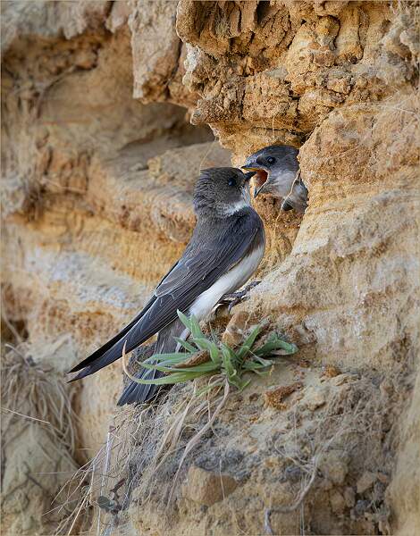 Sand Martin Feeding_Hannah Taylor_Open.jpg - Open