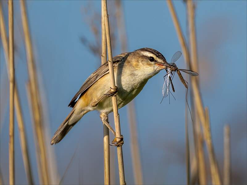 Sedge Warbler with food_Karen Eaton_Set.jpg - Set