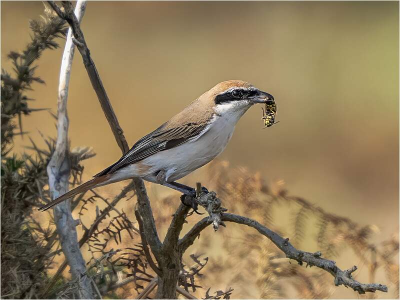 Shrike with Wasp Catch_Julie Browne_Open.jpg - Open