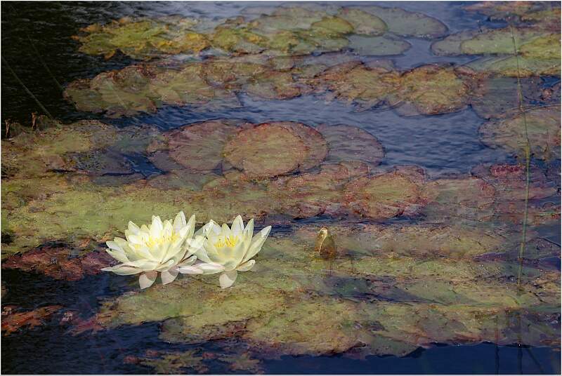 Waterlillies IainBlacklaw_Set.jpg - DPI4 25-26 Comp
