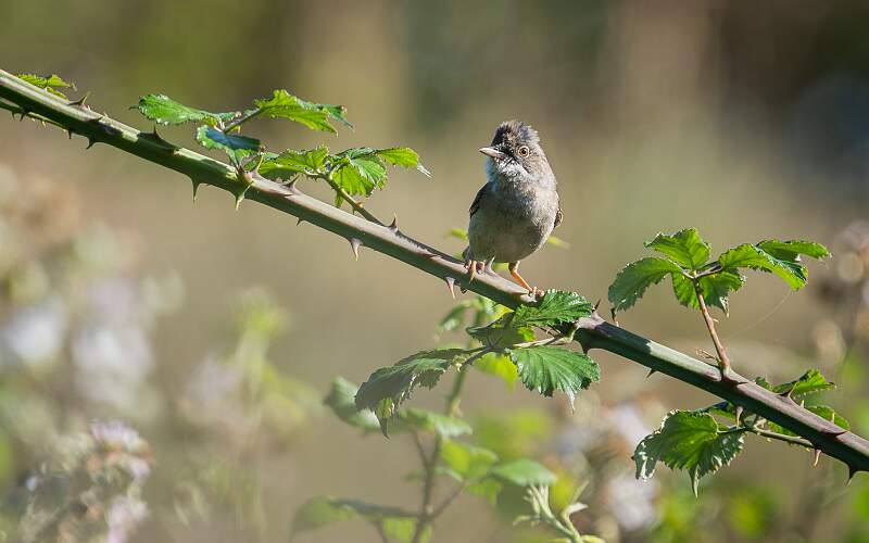 Whitethroat_Jamie Bird_Open.jpg