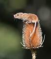 Harvest Mouse_Marc Wheeler_open