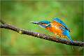 Kingfisher Threat Display_Matt Clarke_Open