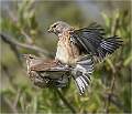 Linnets mating_Julie Browne_Set
