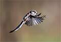 Long Tailed Tit in flight_Roger Hance_Set
