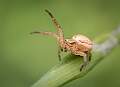 Peter Smith_Crab Spider_Open